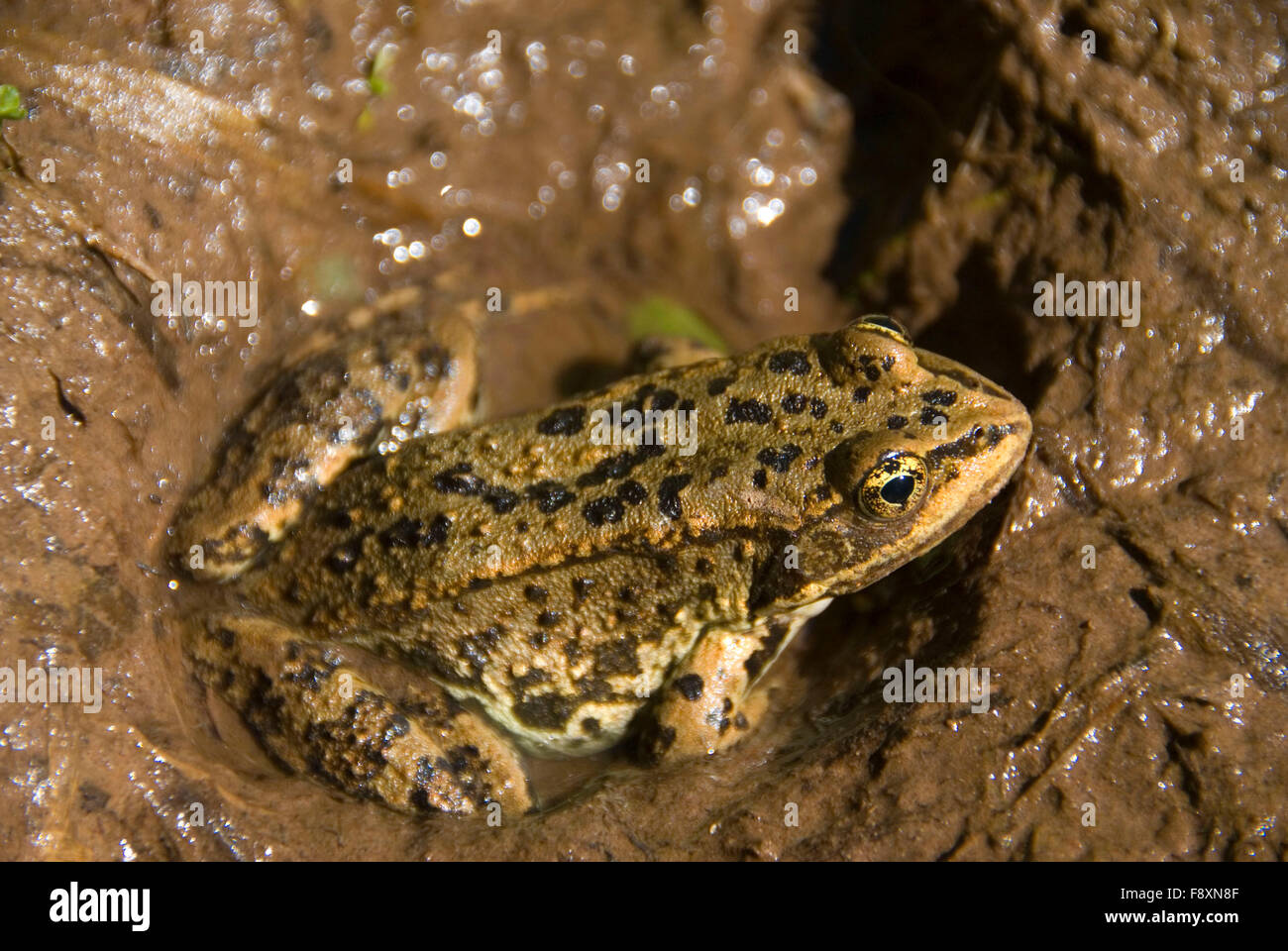 Frog, Flathead National Forest, Montana Stock Photo Alamy