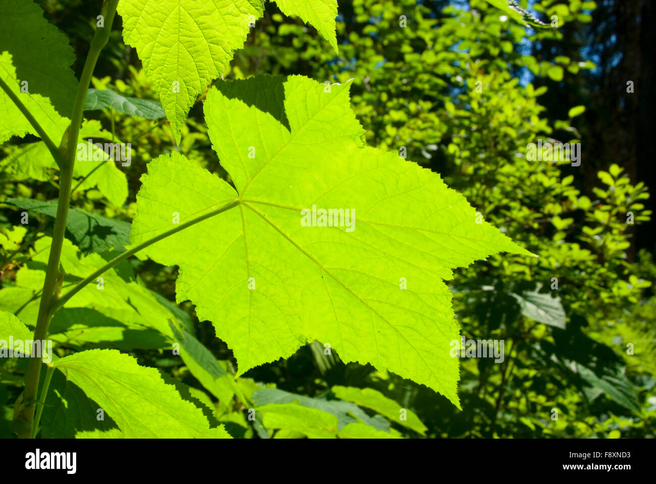 Thimbleberry Stock Photos & Thimbleberry Stock Images - Alamy