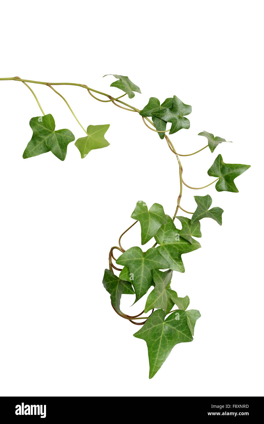 Green Ivy Stock Photo