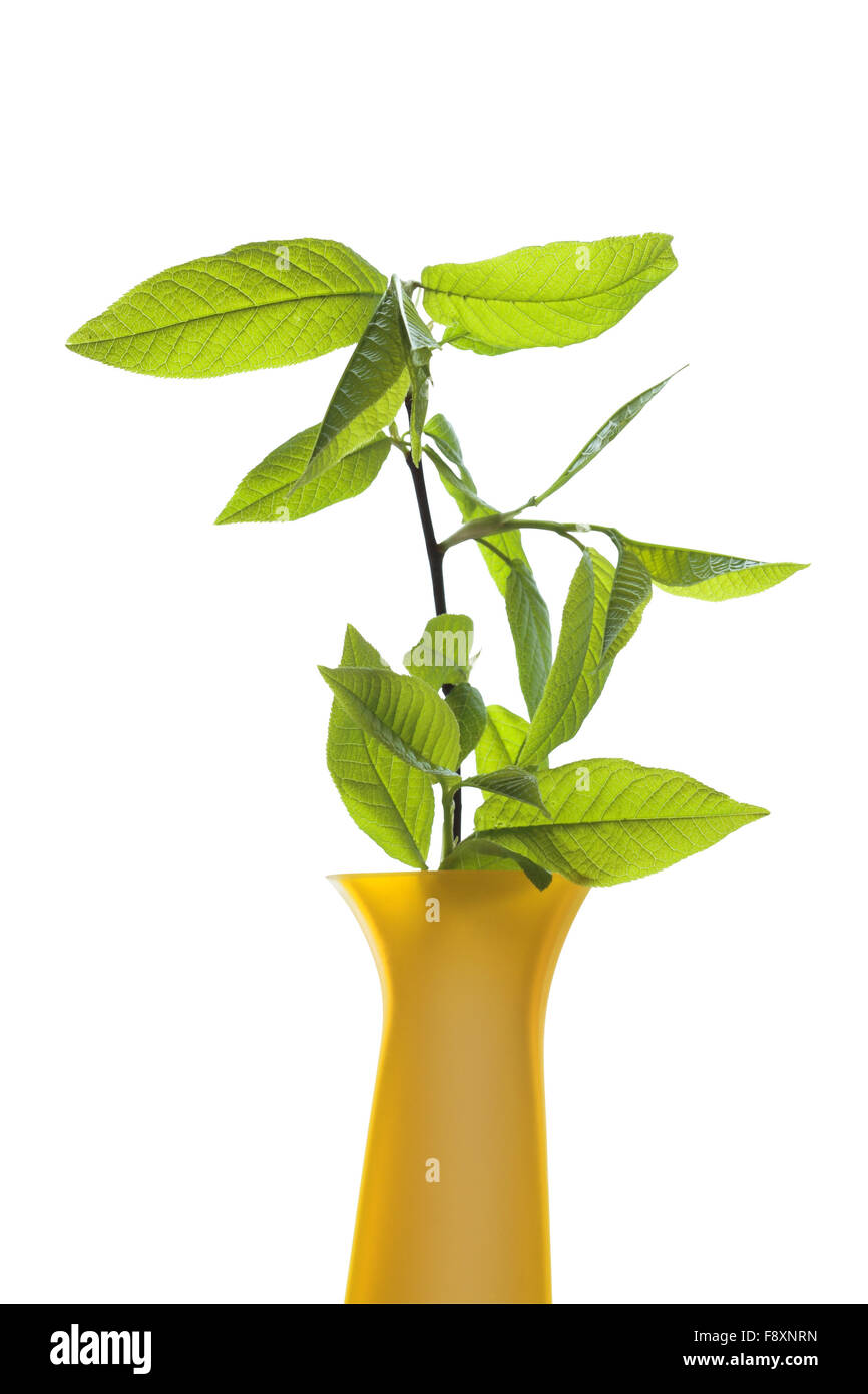 Vase With Green Leaves Stock Photo Alamy