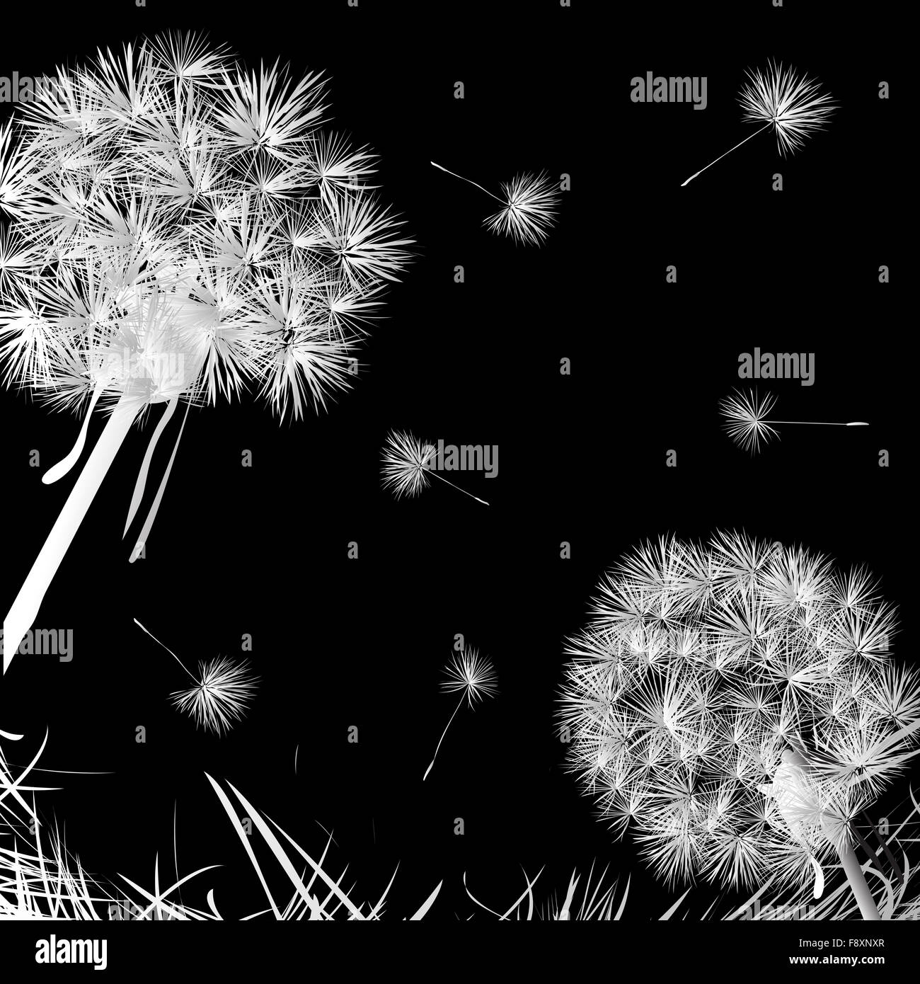 Dandelion with stem Black and White Stock Photos & Images - Alamy