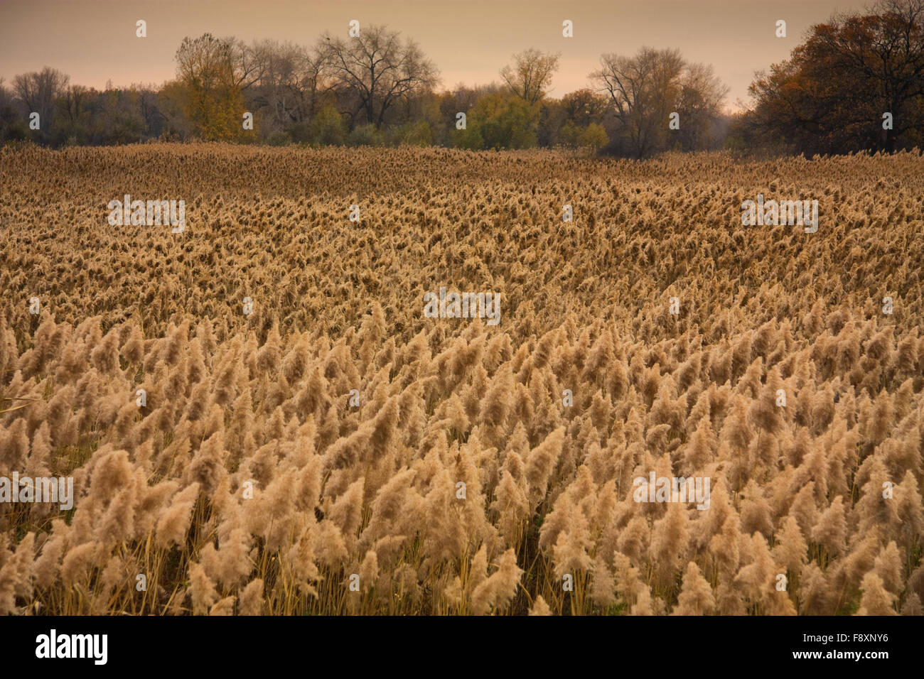 Evening on the field of reeds Stock Photo - Alamy
