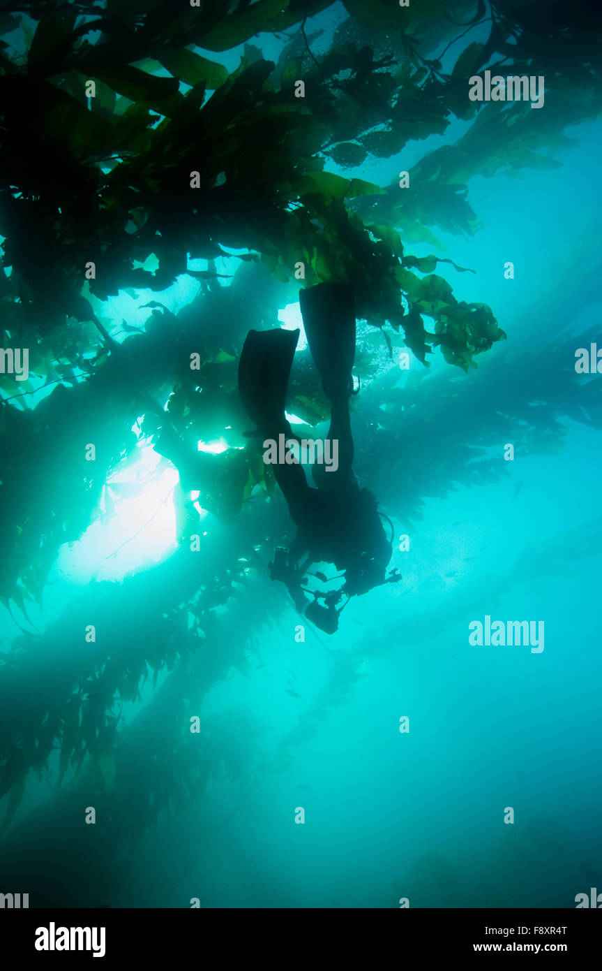Scuba Diver with camera Stock Photo