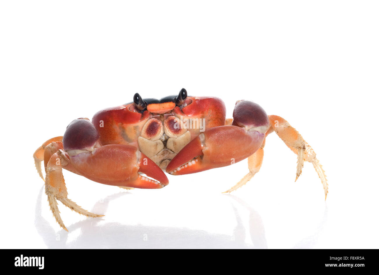 Moon crab hi-res stock photography and images - Alamy