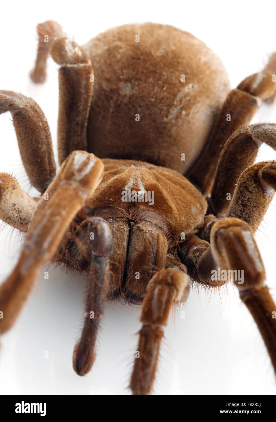 T. blondi Tarantula Stock Photo Alamy