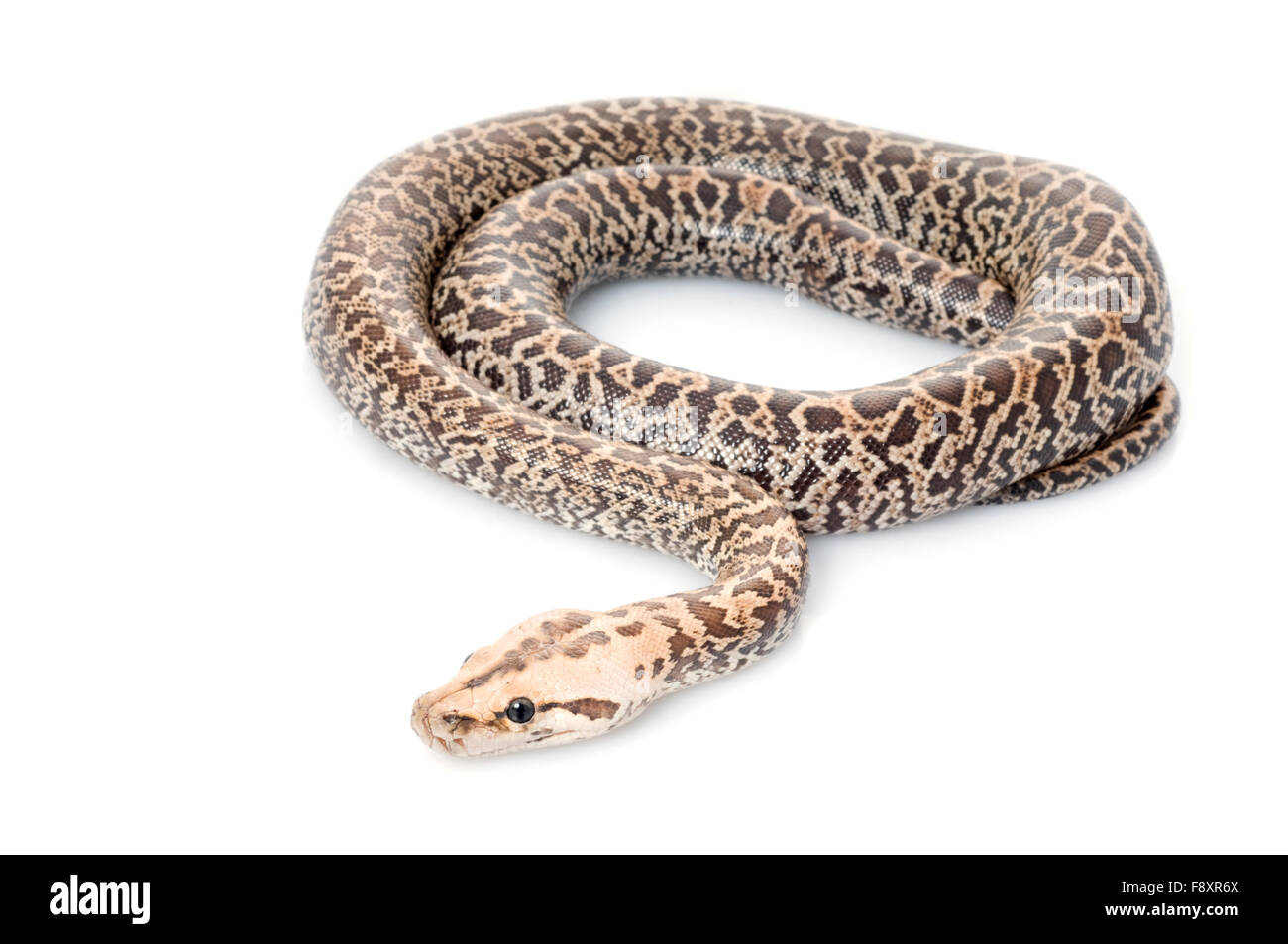 Granite burmese python stock photo alamy