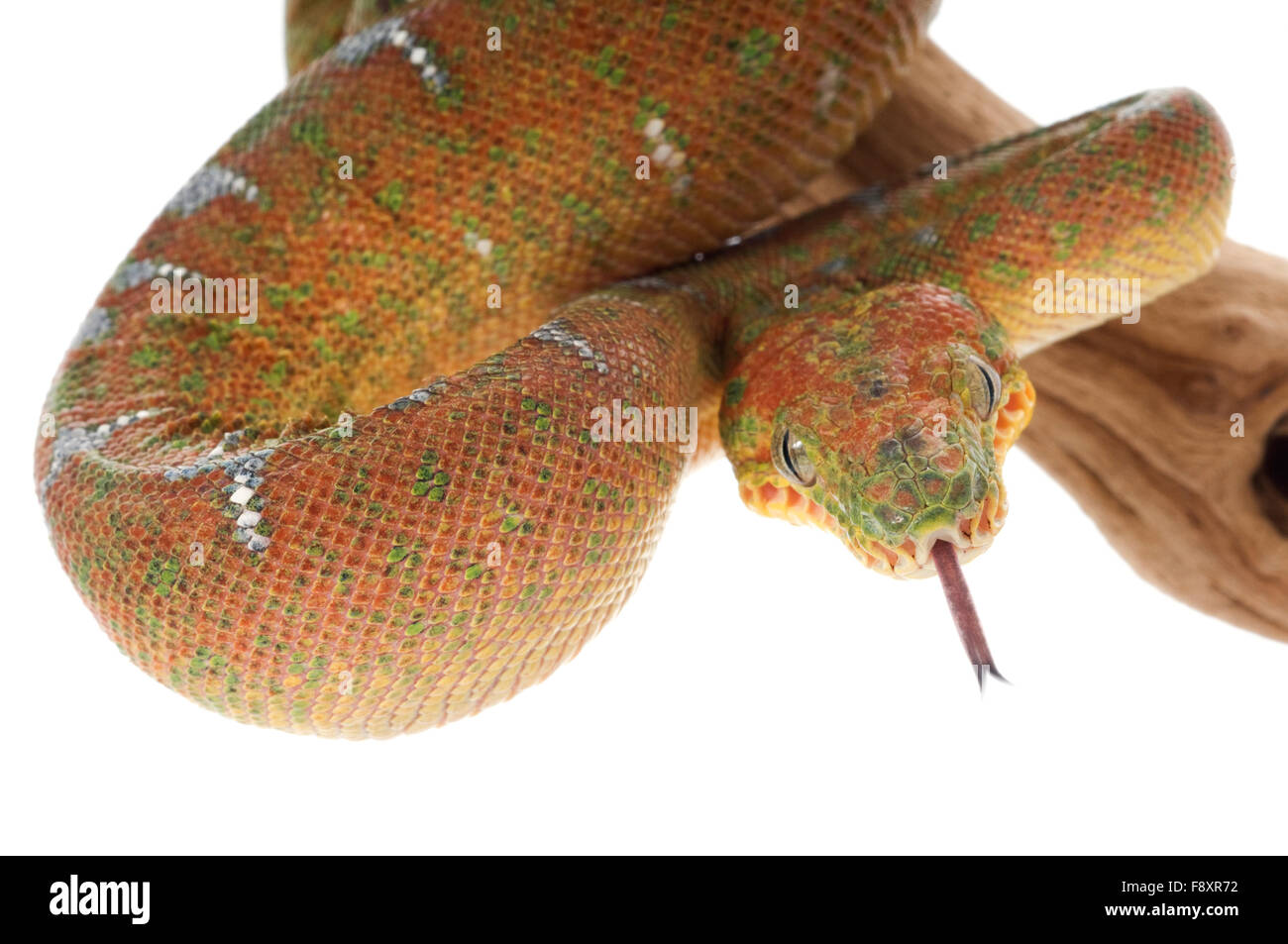 Emerald Tree Boa Stock Photo Alamy