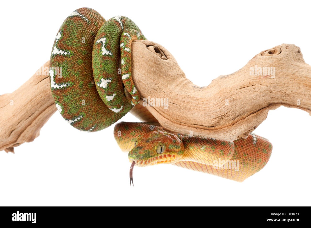 Emerald Tree Boa Stock Photo - Alamy