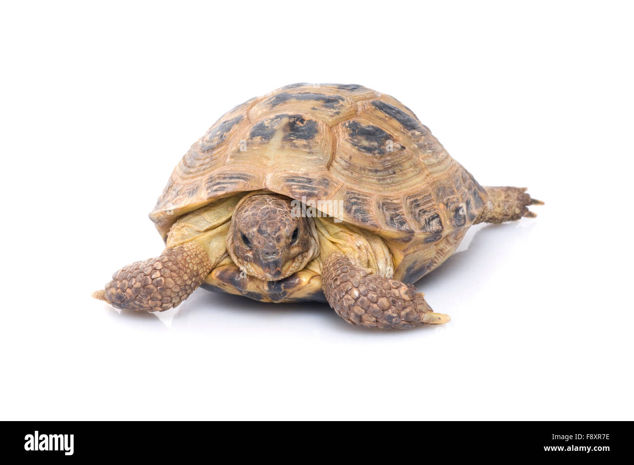 Russian Tortoise Stock Photo