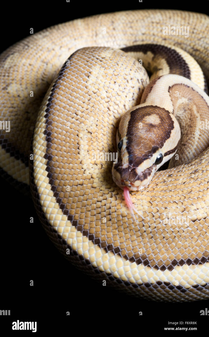 Super Stripe Ball Python Stock Photo - Alamy
