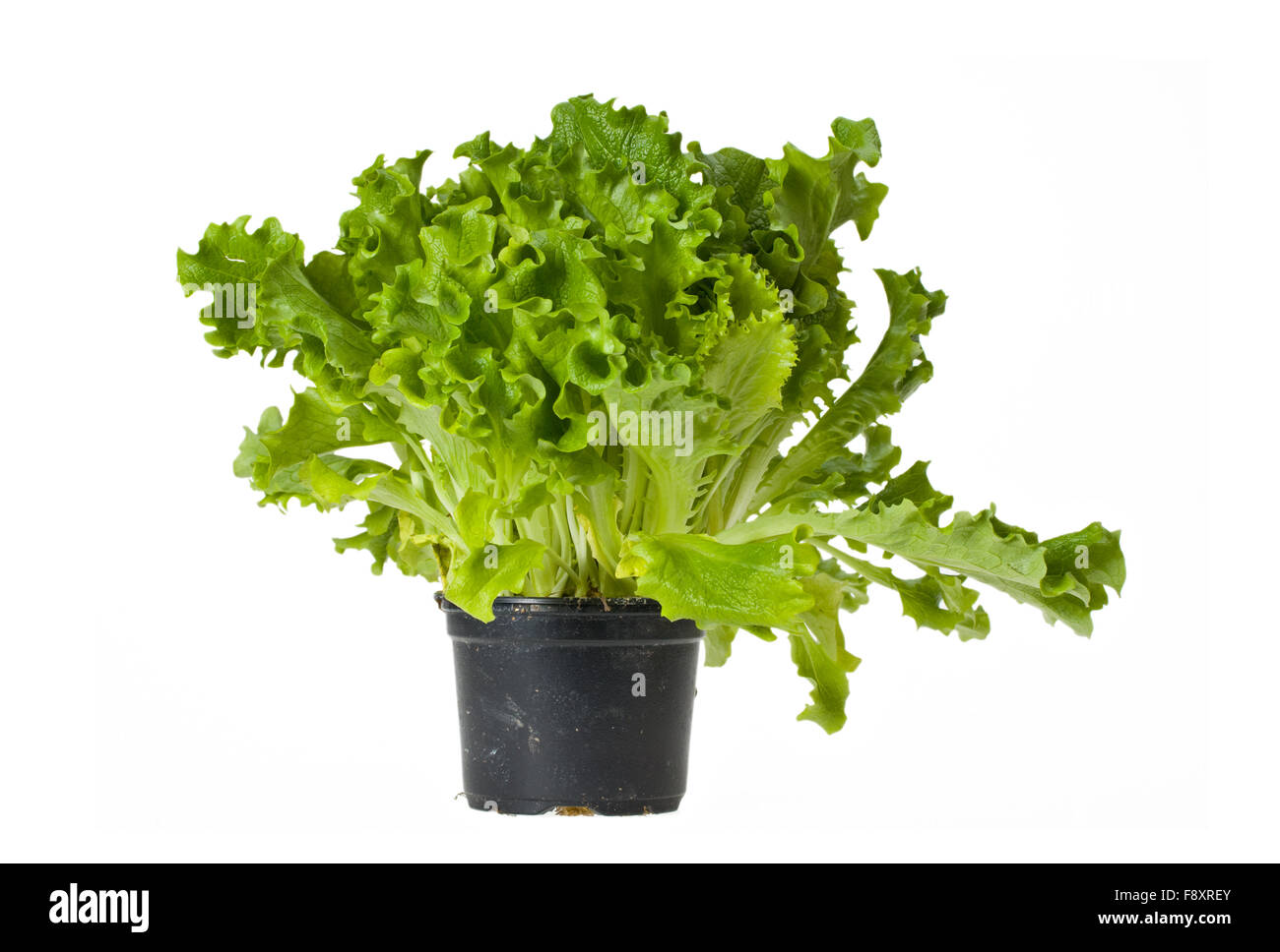 lettuce plant in a pot isolated on white Stock Photo Alamy