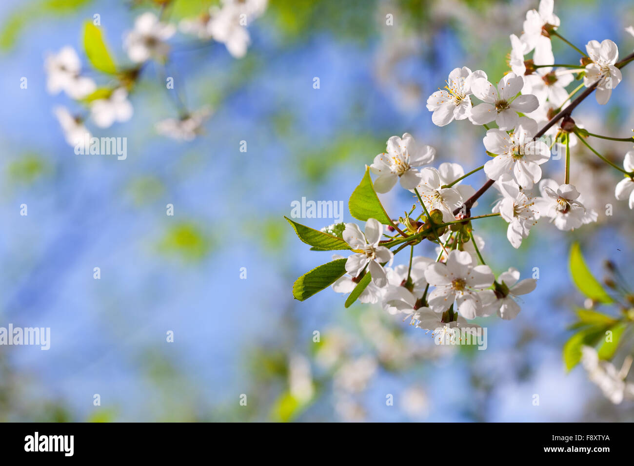 cherry tree branch in spring blooms garden Stock Photo - Alamy