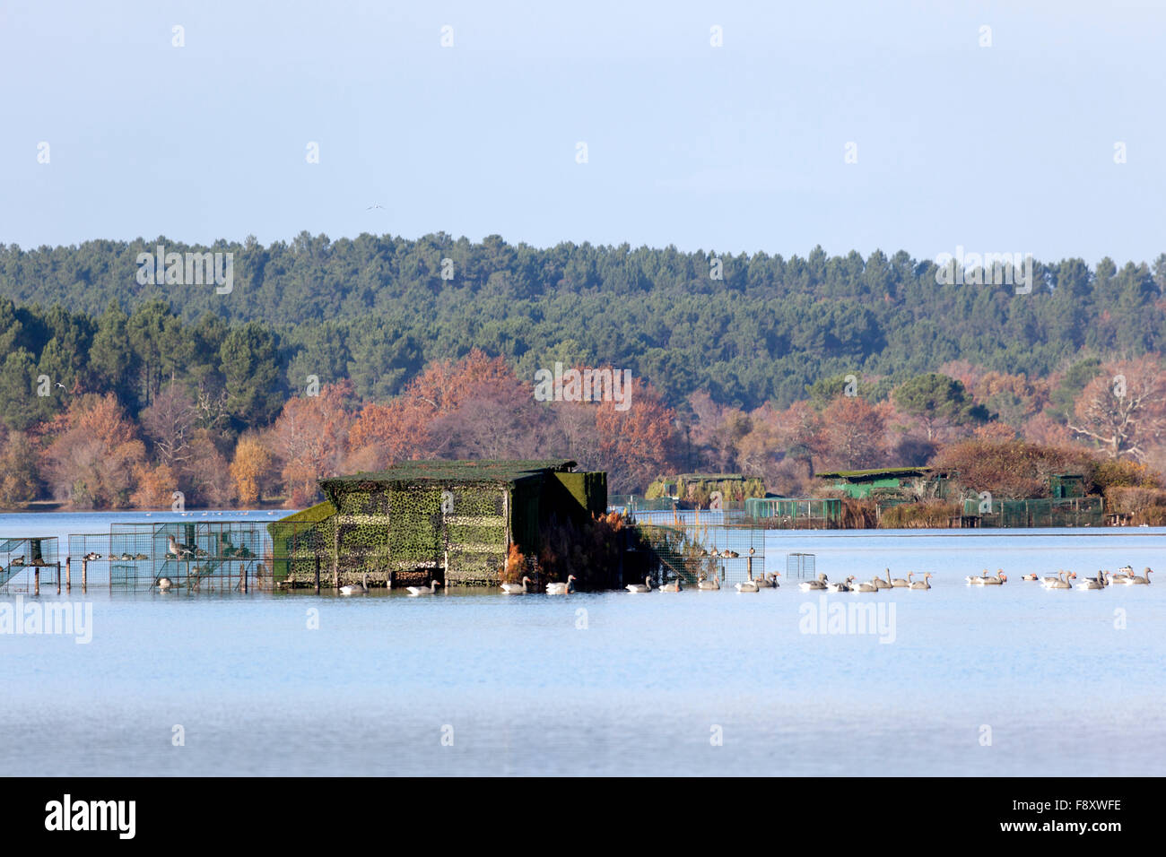 In the Autumn amidst a dozen of others, a duck hunting hut on the White Pond, at Seignosse (Landes - Aquitaine - France). Stock Photo