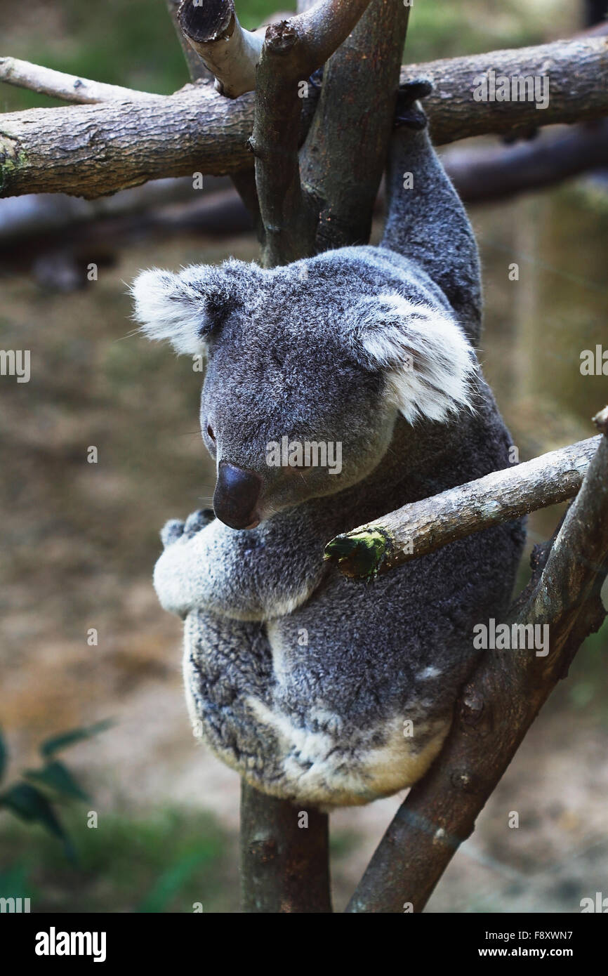 Koala coala cute hanging on a tree Stock Photo - Alamy