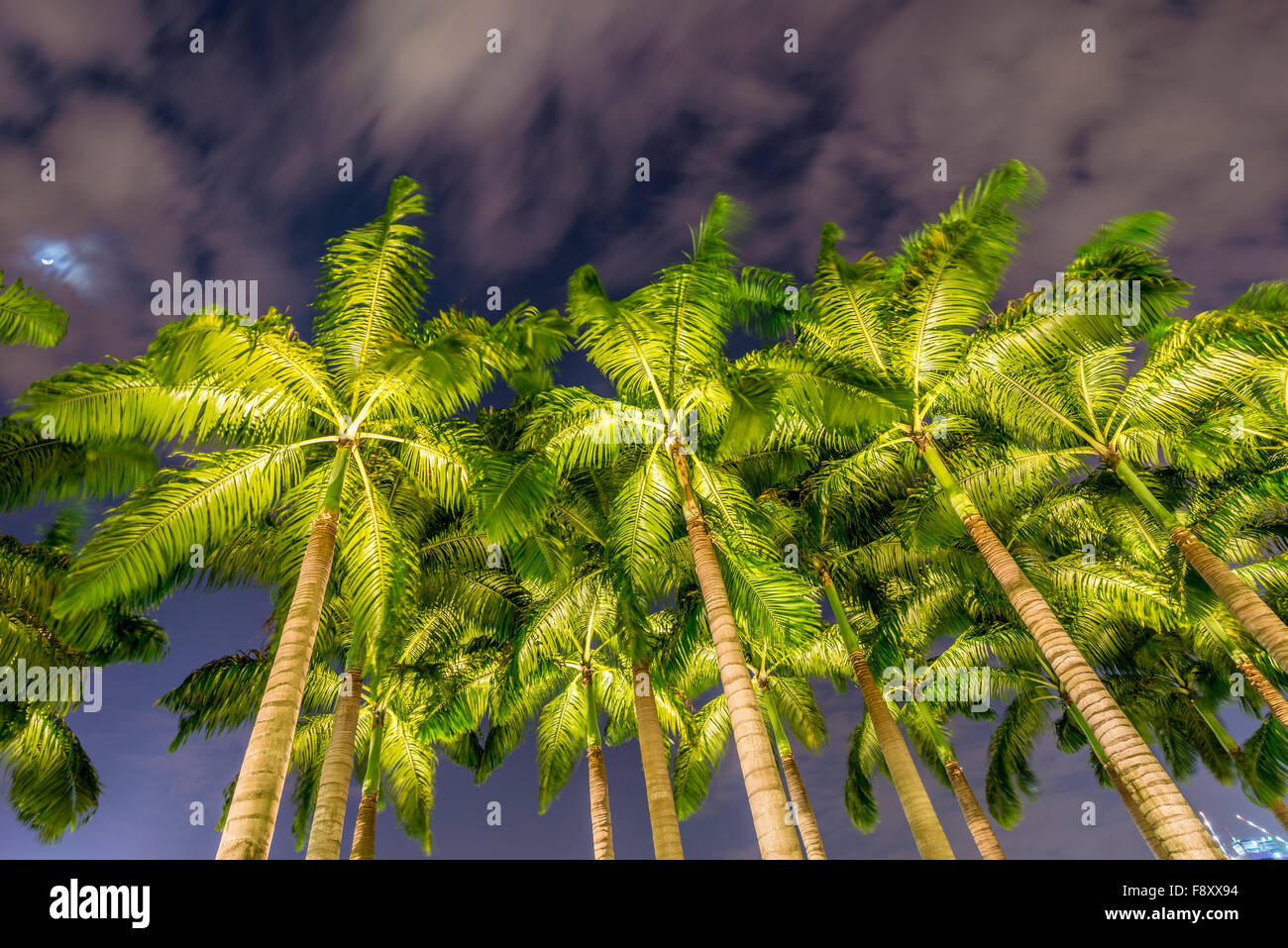 Palm trees during the sunset hours Stock Photo Alamy