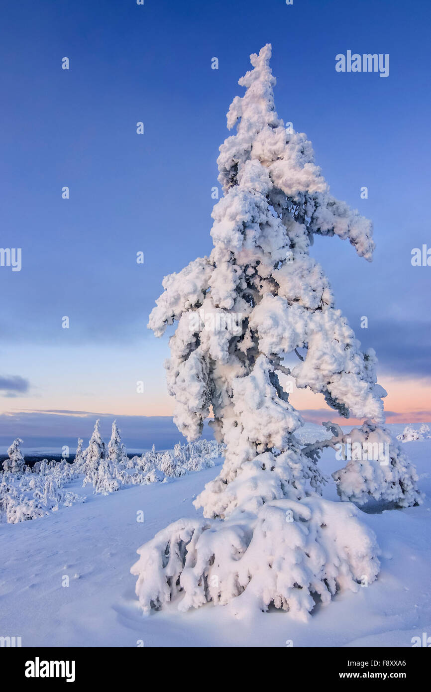 Snow-covered scots pine in Saariselkä, Finland Stock Photo