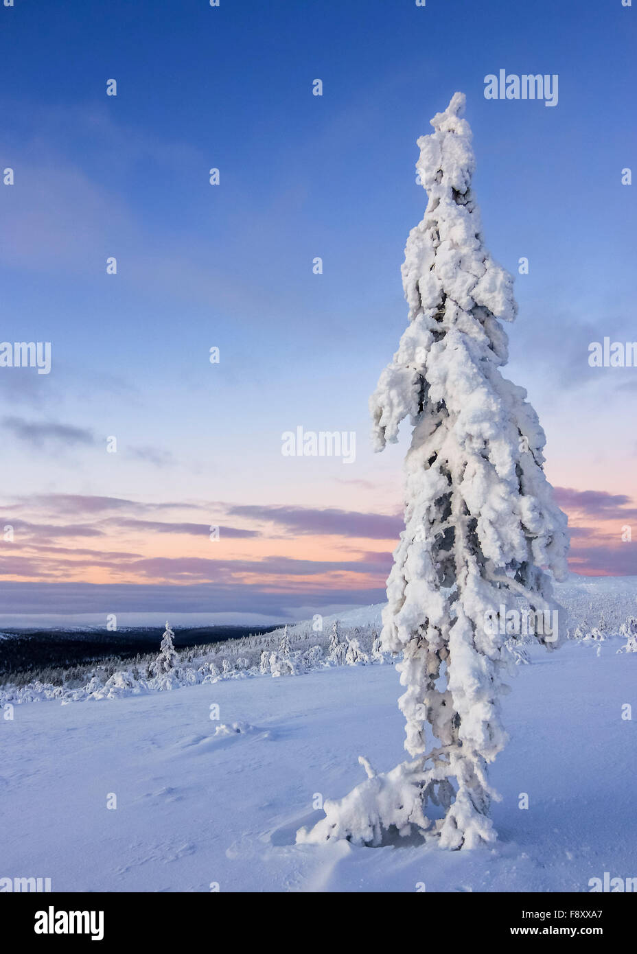 Snow-covered scots pine in Saariselkä, Finland Stock Photo