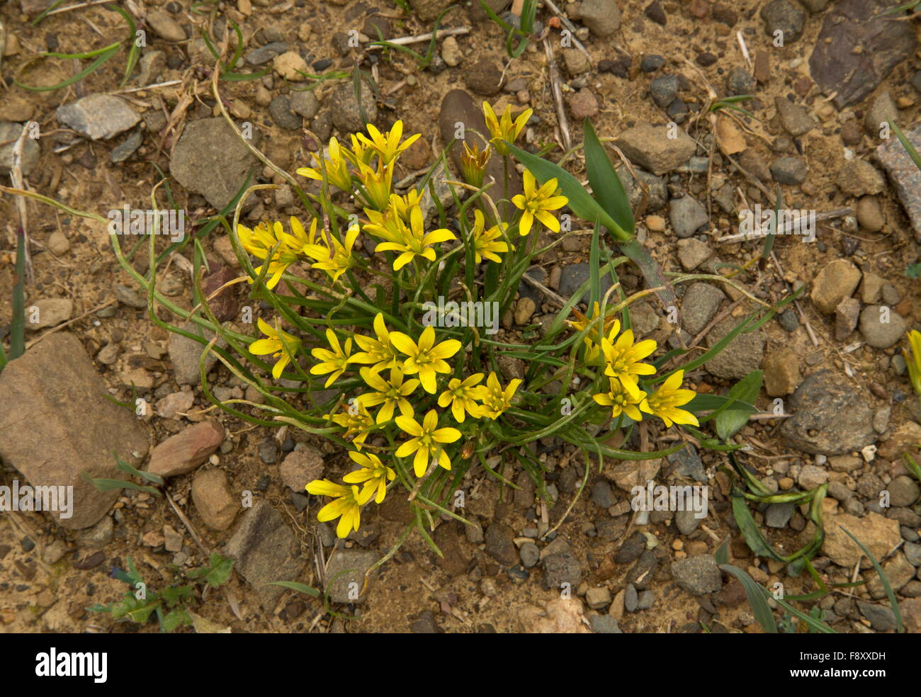 A yellow star-of-Bethlehem, Gagea peduncularis, in the mountains of Crete, Greece. Stock Photo