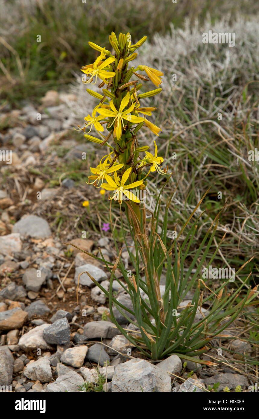 Yellow Asphodel, in flower;  Crete, Greece. Stock Photo
