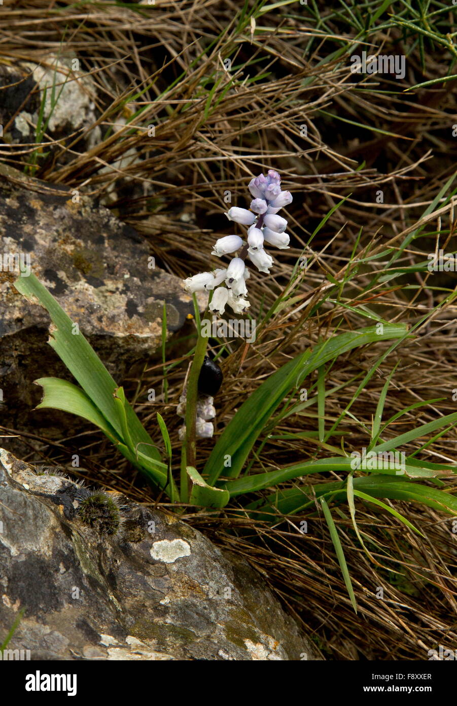 An endemic bulb, Bellevalia sitiaca, in limestone garrigue, East Crete, Greece. Stock Photo