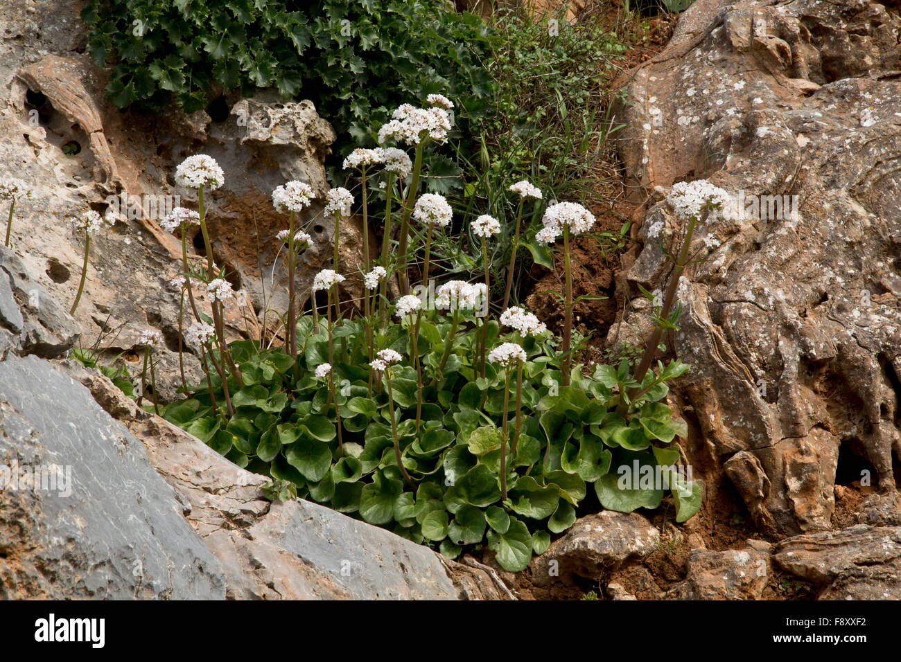 Large clump of Cretan Valerian, Valeriana asarifolia,  Crete, Greece. Stock Photo