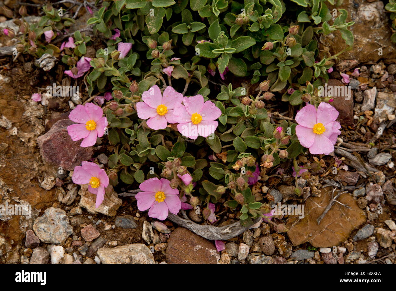 Small-flowered cistus, Cistus parviflorus in Crete, Greece. Stock Photo