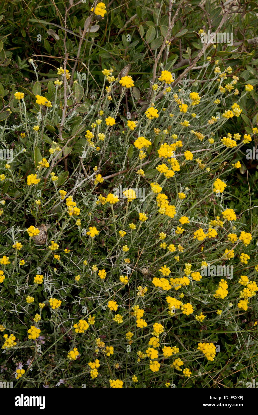 Golden Cassidony, Helichrysum stoechas ssp. barrelierii, in flower, Crete, Greece. Stock Photo