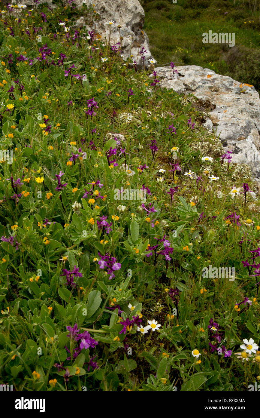 Flowery turf on limestone, with Turkish Orchids, Disk trefoil etc, at Voila, East Crete, Greece. Stock Photo