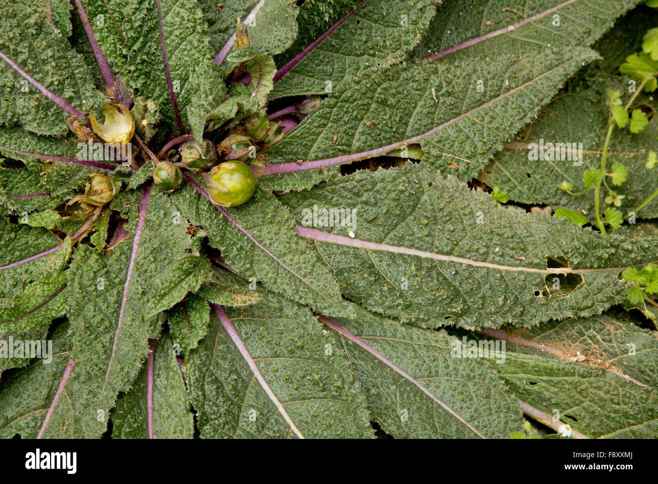 Mandrake, Mandragora officinarum, in fruit;  Crete, Greece. Stock Photo