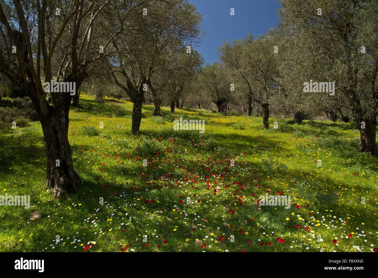 Olive trees and spring flowers hires stock photography and images Alamy