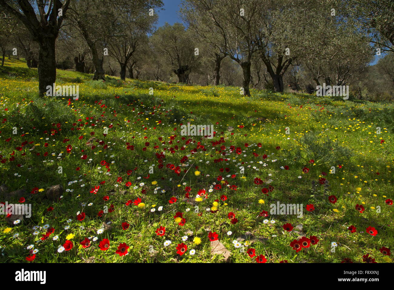 Olive trees and spring flowers hires stock photography and images Alamy