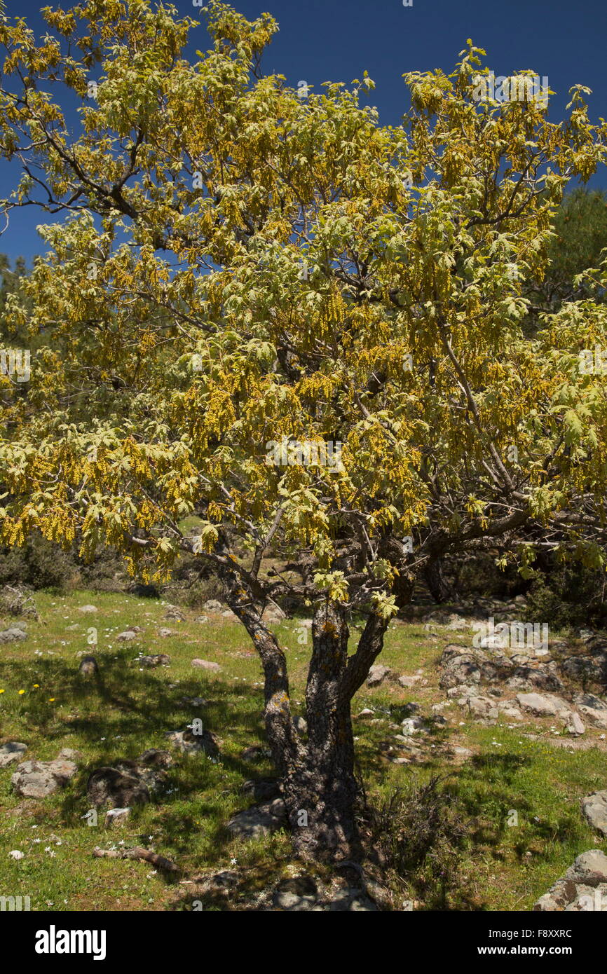 White Oak, downy oak, pubescent oak, Quercus pubescens, Lesvos, Greece Stock Photo