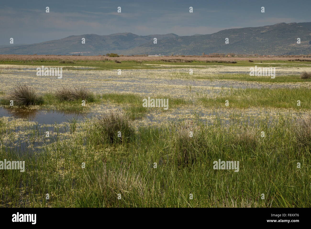Saltmarsh, lagoons and grazing pasture in the Gulf of Kalloni, Lesvos, Greece - major bird site. Stock Photo
