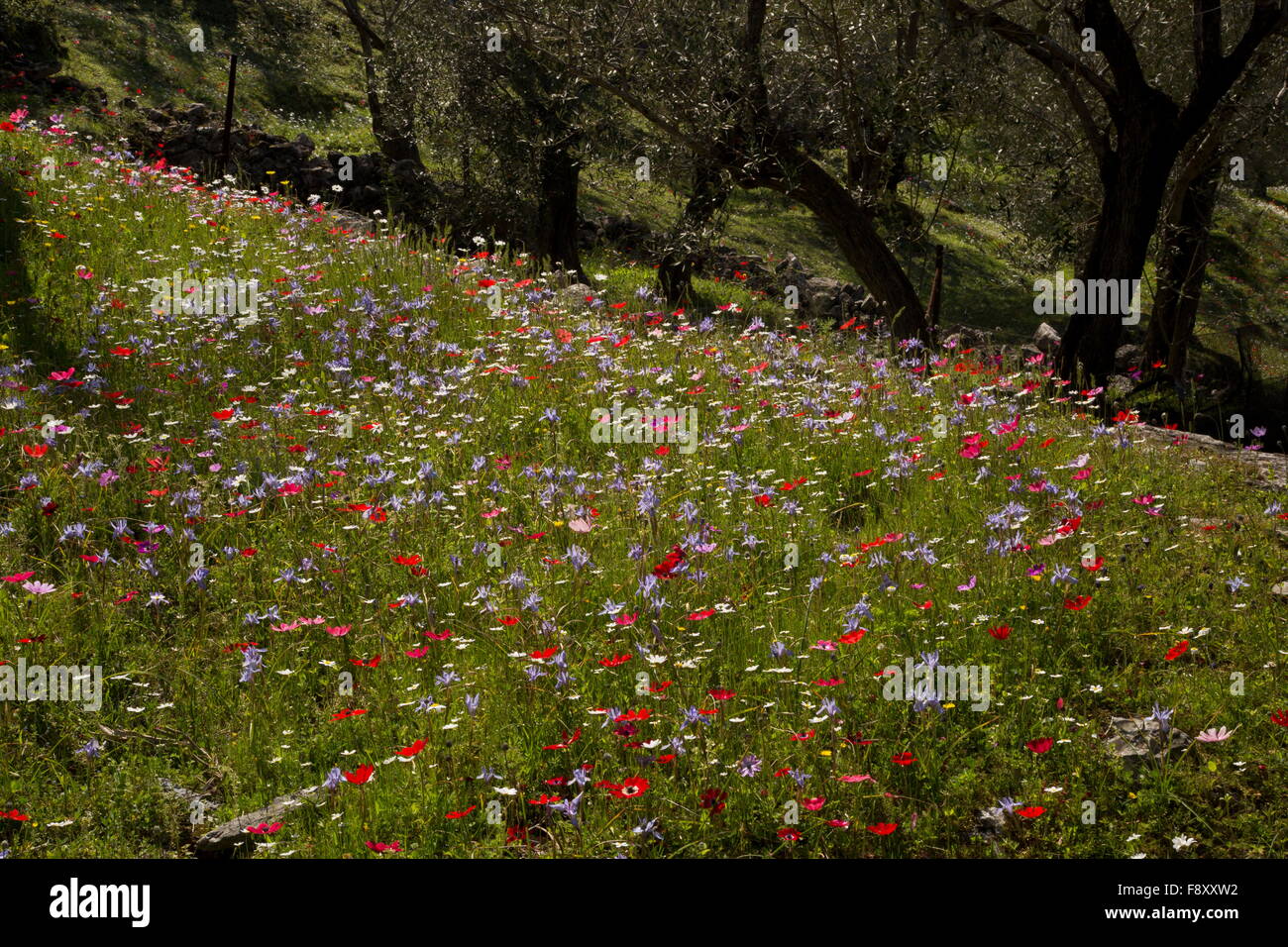 Spring flowers, mostly peacock anemones, and some Barbary Nut etc, in old olive grove, Lesvos, Greece. Stock Photo