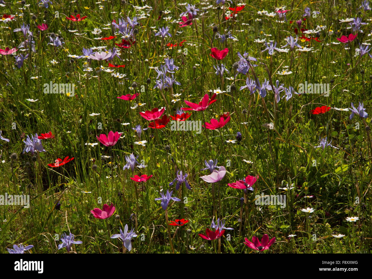 Spring flowers, mostly peacock anemones, and some Barbary Nut etc, in old olive grove, Lesvos, Greece. Stock Photo