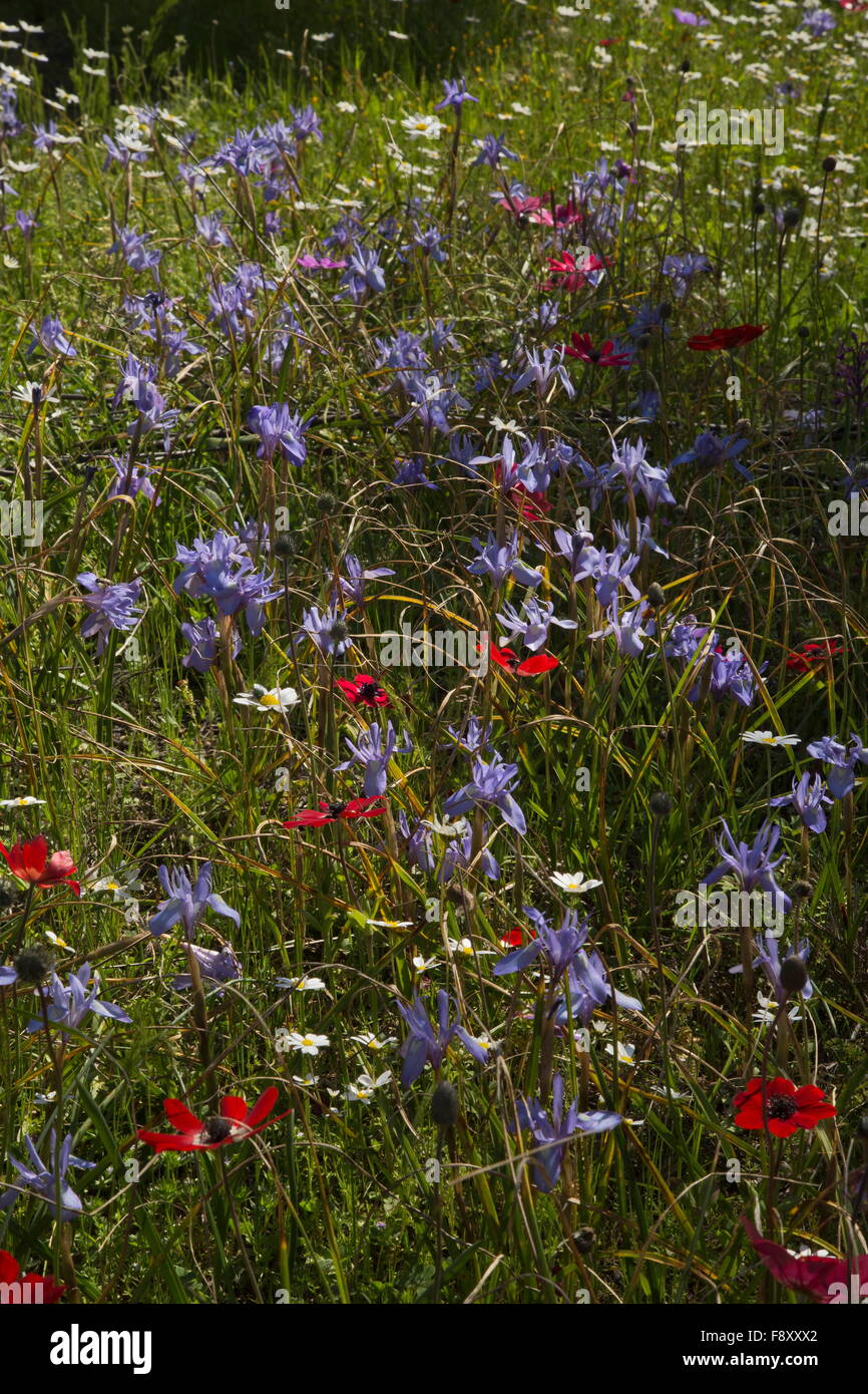 Spring flowers, mostly peacock anemones, and Barbary Nut etc, in old olive grove, Lesvos, Greece. Stock Photo