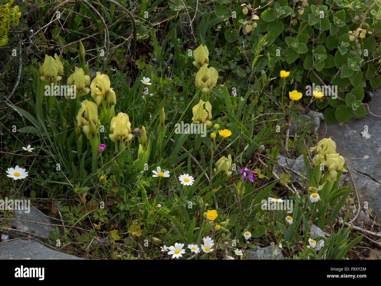 A dwarf Iris, Iris suaveolens on limestone, Lesvos, Greece Stock Photo