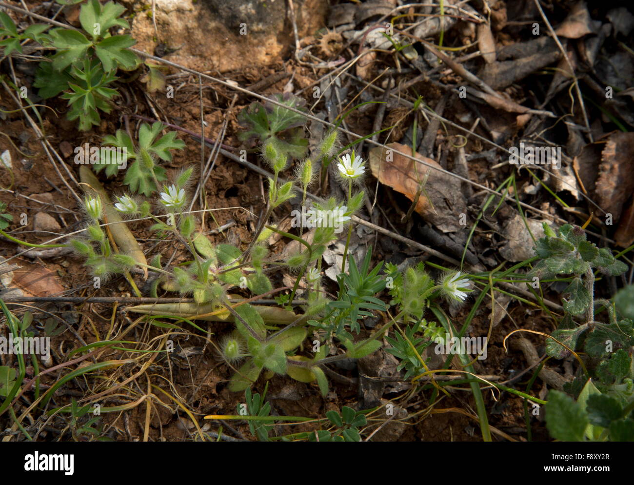 A chickweed, Cerastium comatum, Cerastium illyricum subsp. comatum, Lesvos, Greece Stock Photo