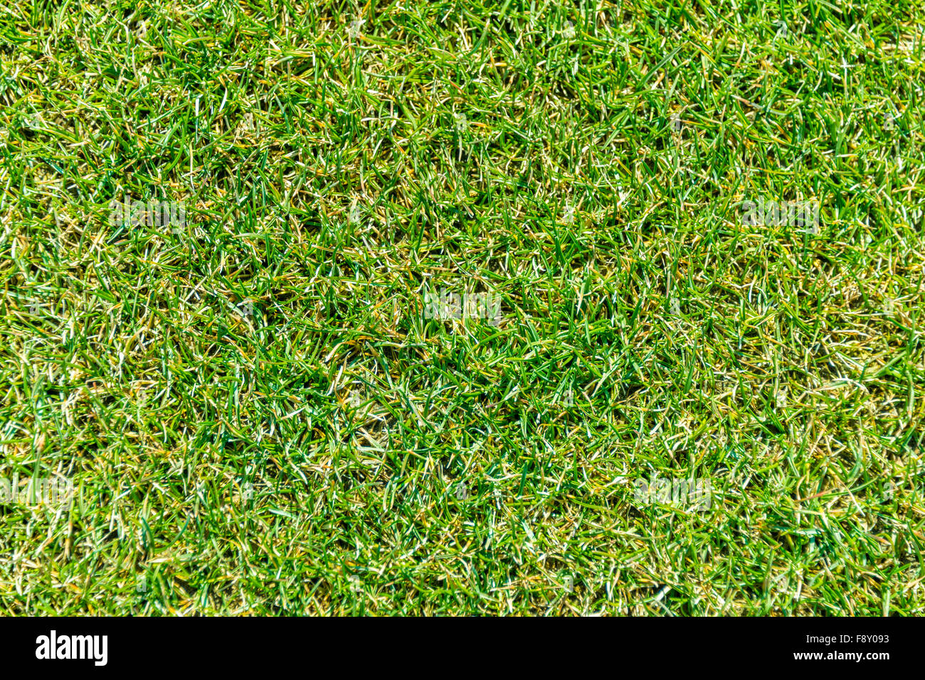 Close up of green grass for your background Stock Photo - Alamy