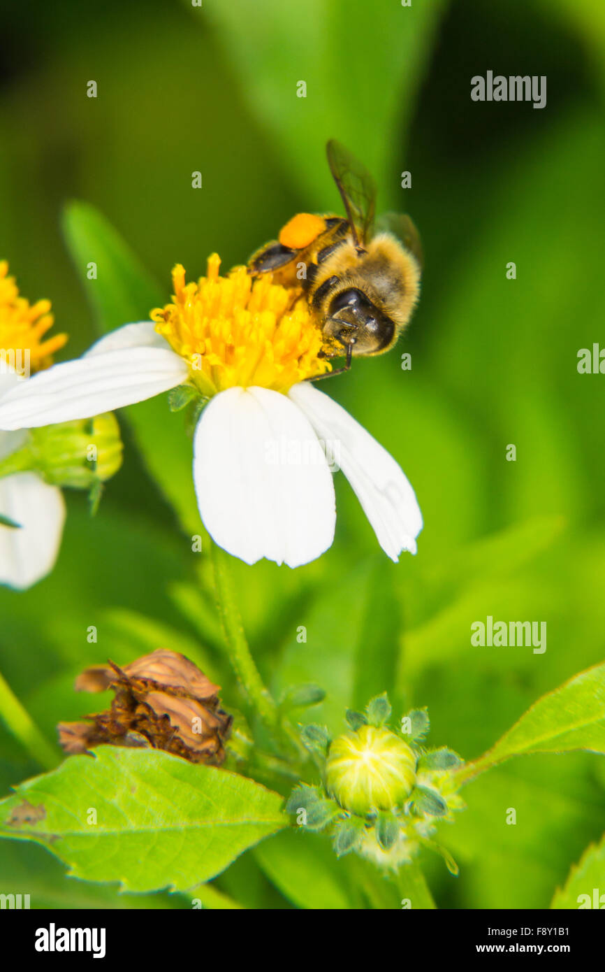 Macro of bee on flower Stock Photo