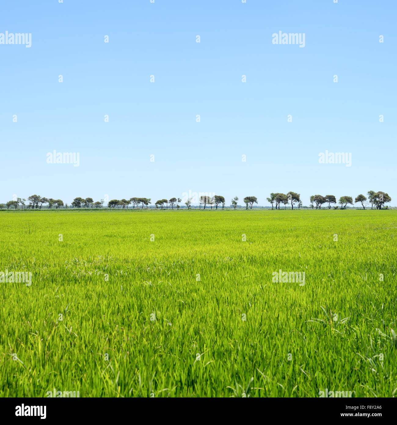 Trees in a row and green field. Camargue Rhone park, Provence, France Stock Photo