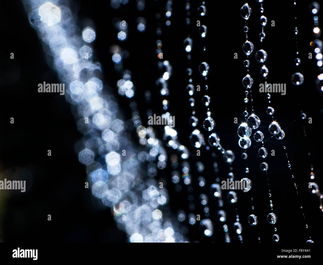 The pretty scary frightening spider web for halloween Stock Photo