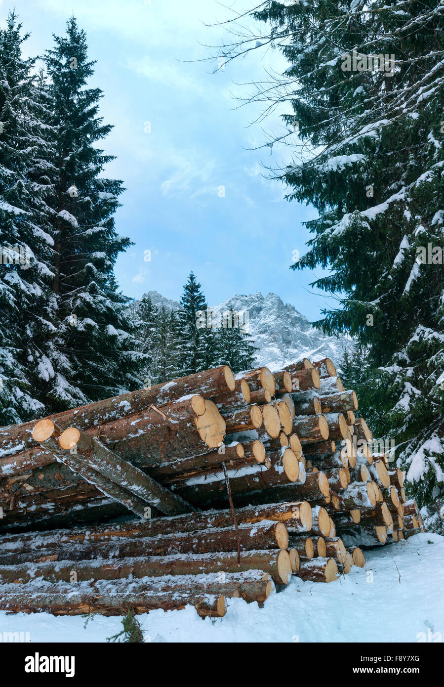 Fir firewood hires stock photography and images Alamy