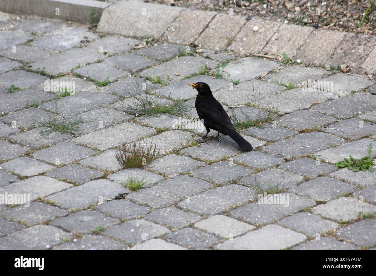 Male blackbird (Turdus merula) with a tatty head looking for ants on a stone-blocked driveway, with black ants in and around beak Stock Photo