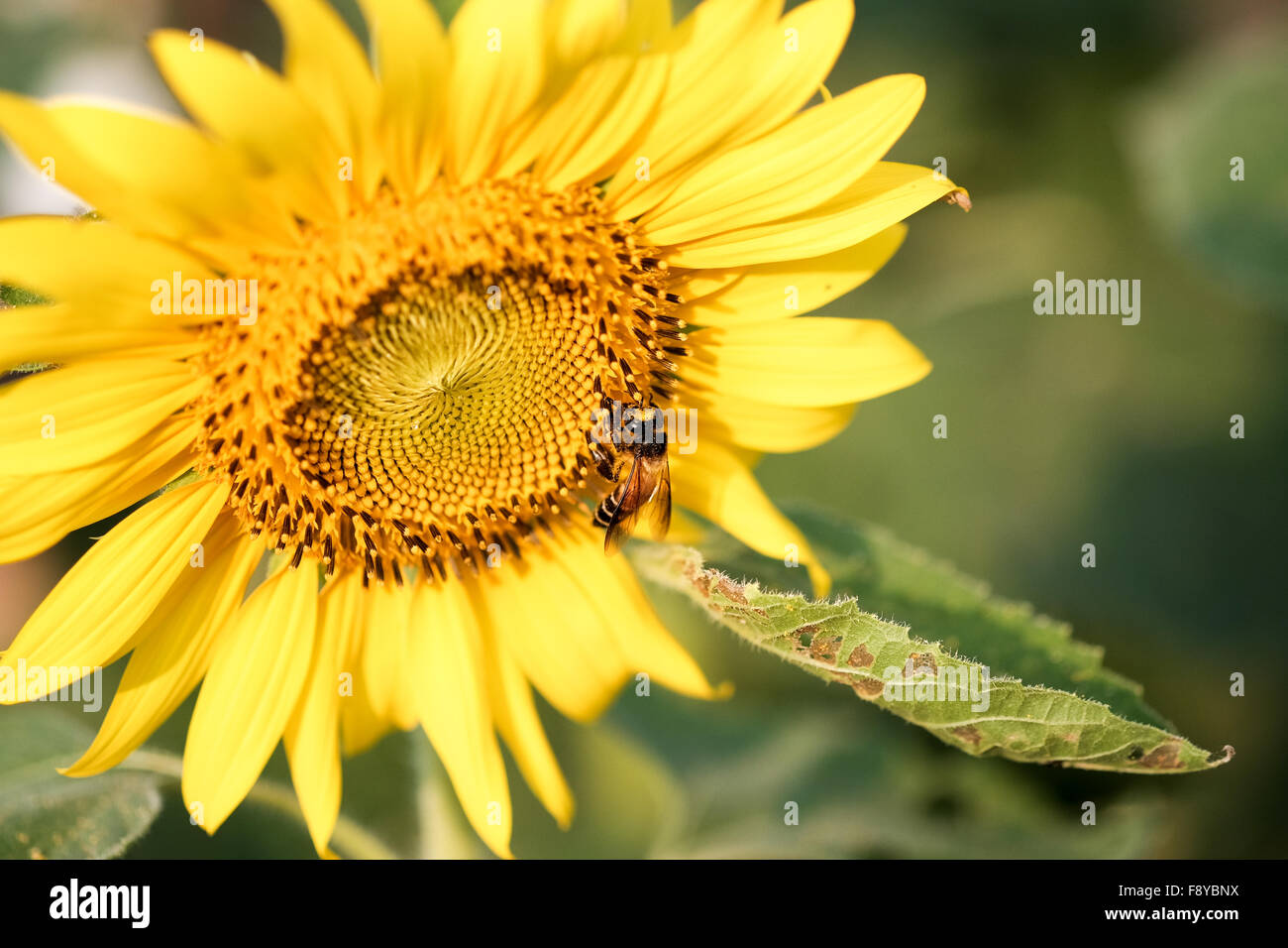 Bee sucking pollen from a sunflower on sunny day Stock Photo