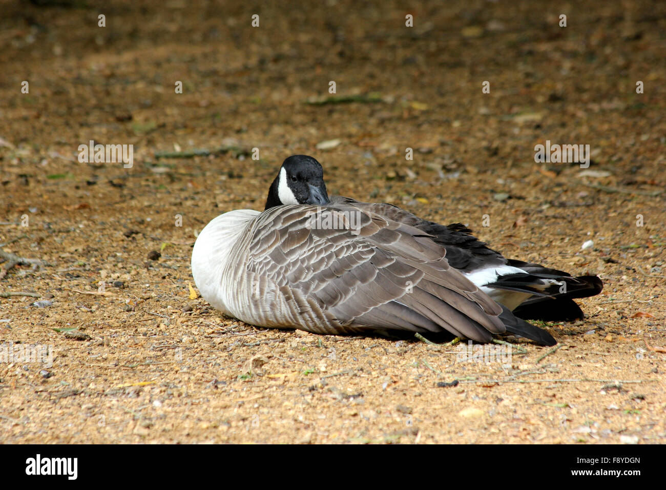 Canada goose (Branta canadensis) resting on sandy riverbank with head tucked into wing Stock Photo