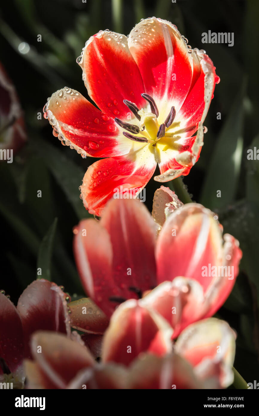 Red and White Tulip with Its Pollen - Chiang Rai, Thailand Stock Photo