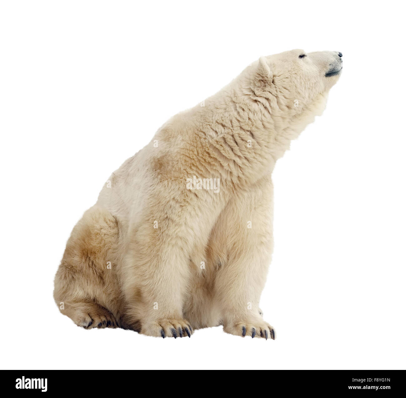 Sitting polar bear. Isolated over white background Stock Photo - Alamy