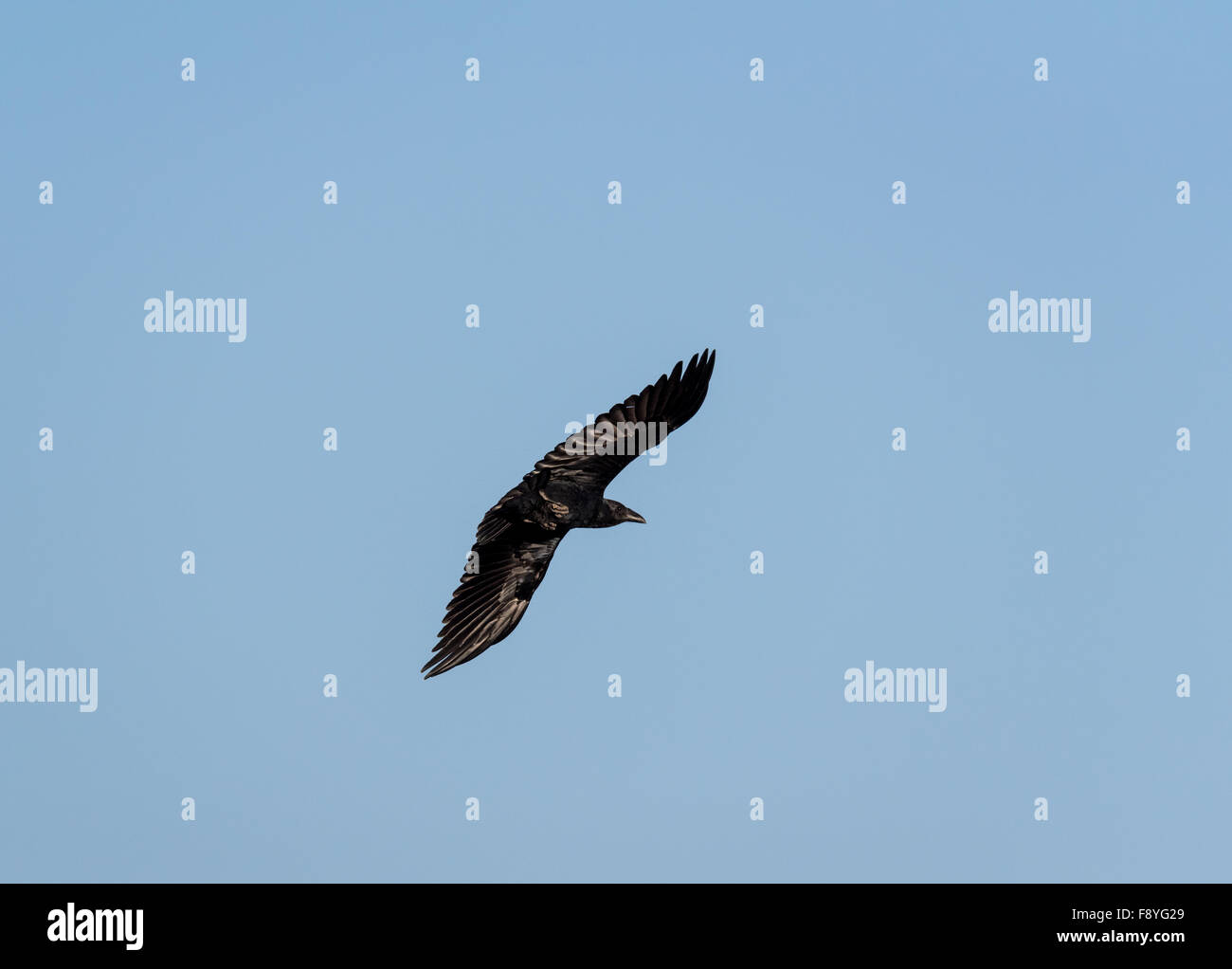 A Fan-Tailed Raven flying in the Highlands of Ethiopia Stock Photo