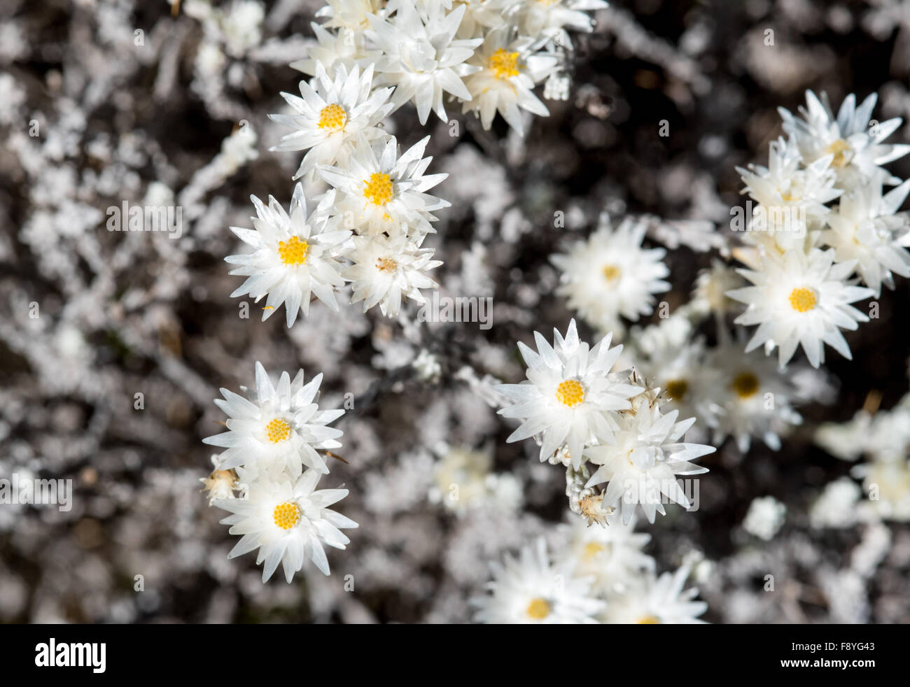 The white flowers of the Ethiopian endemic Helichrysum citrispinum, a